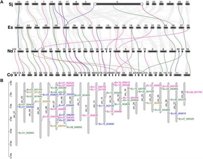 Independent Evolution of the MYB Family in <mark class="highlighted">Brown Algae</mark>